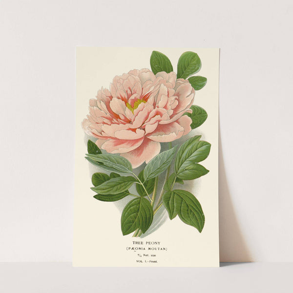 Tree Peony (1896-1897) by Edward Step