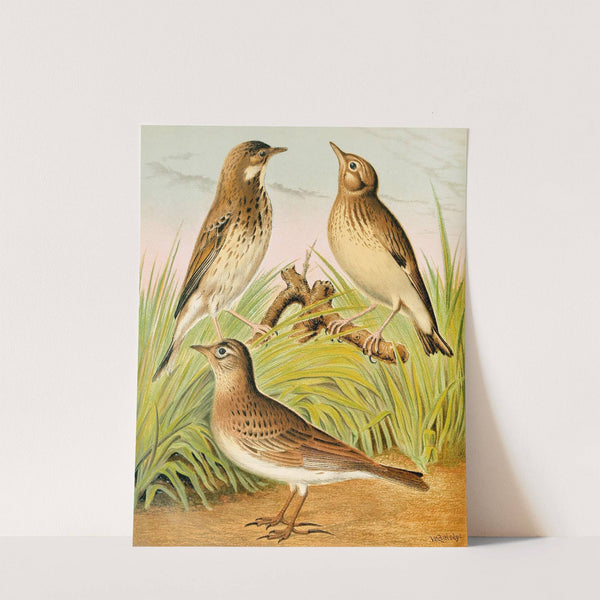 Tree Pipit,Skylark, Woodlark by W. A . Blakston