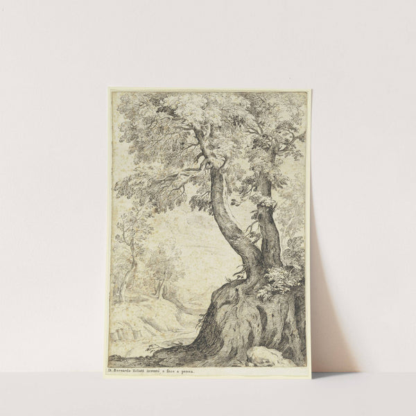 Tree section by Domenico Bernardo Zilotti