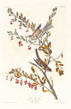 Tree sparrow