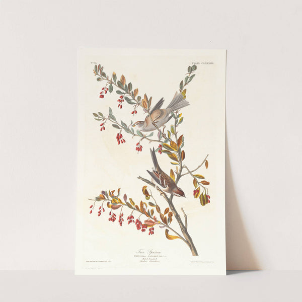 Tree sparrow (1827–1838) by John James Audubon