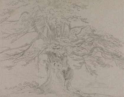 Tree Study