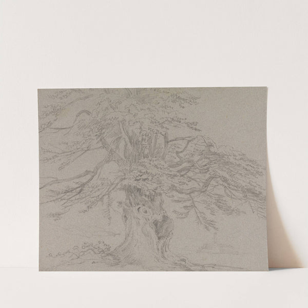 Tree Study by George Howland Beaumont