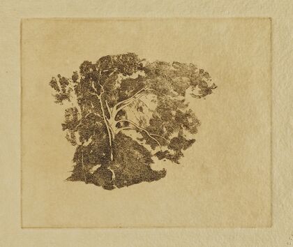 Tree Study