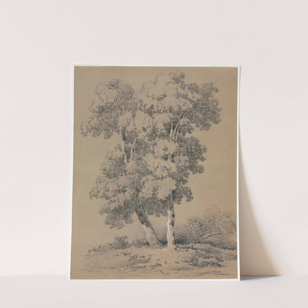 Tree Study (19th century) by Jules Coignet