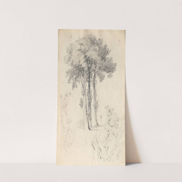 Tree Study (1814) by Samuel Prout