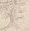 Tree Study