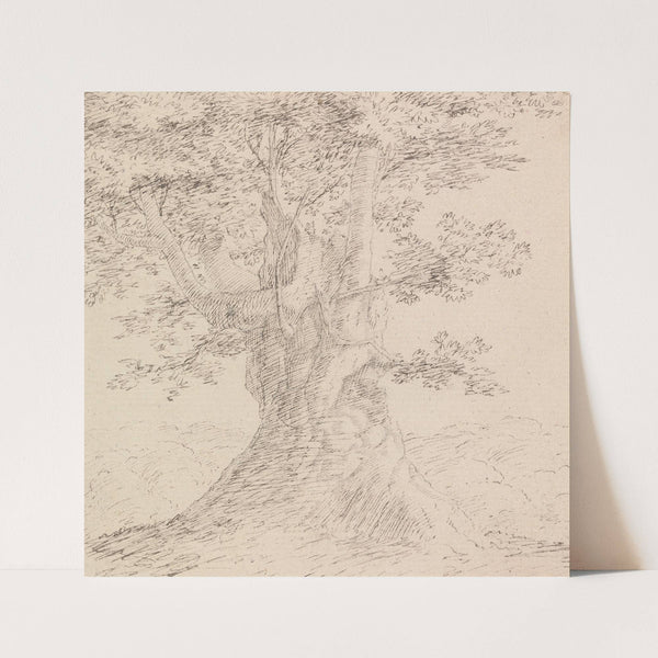 Tree Study by Henry Swinburne