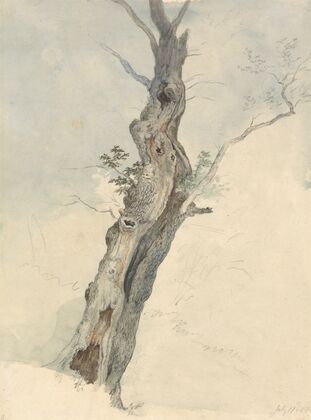 Tree Study
