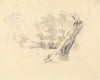 Tree Study