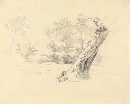 Tree Study