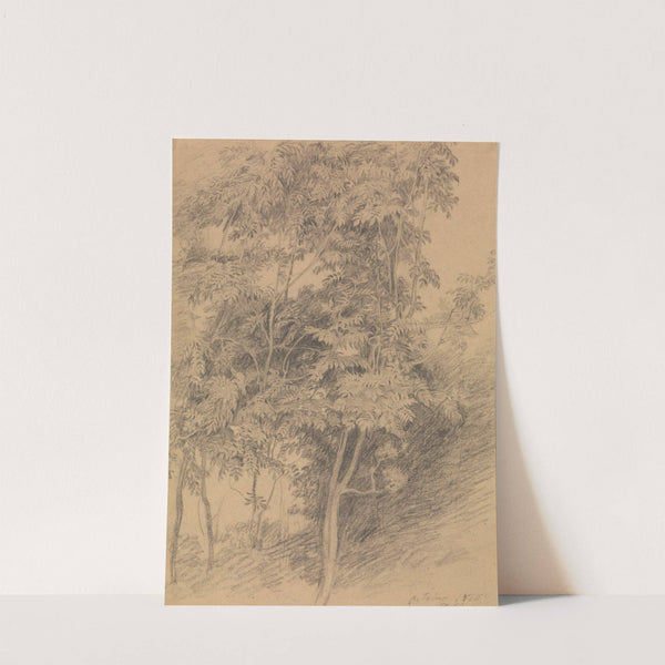 Tree Study by Sir David Wilkie