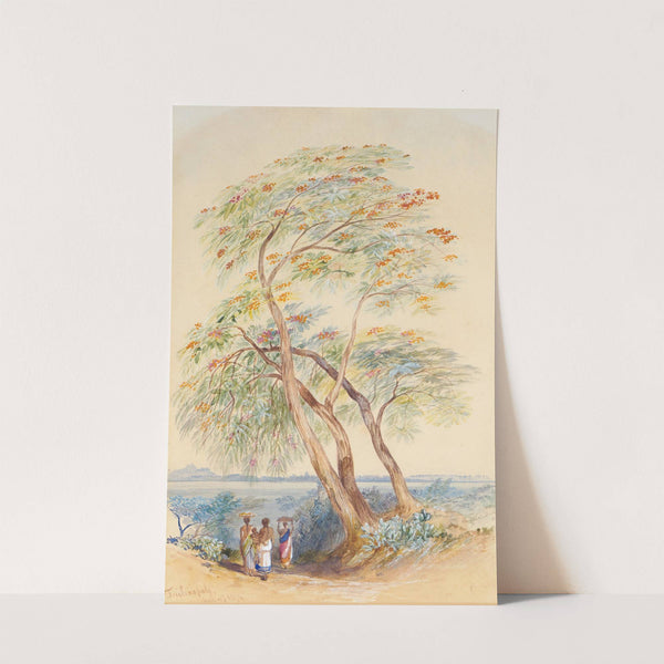 Tree Study, Trichinopoly, India by Edward Lear