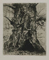 Tree Trunk
