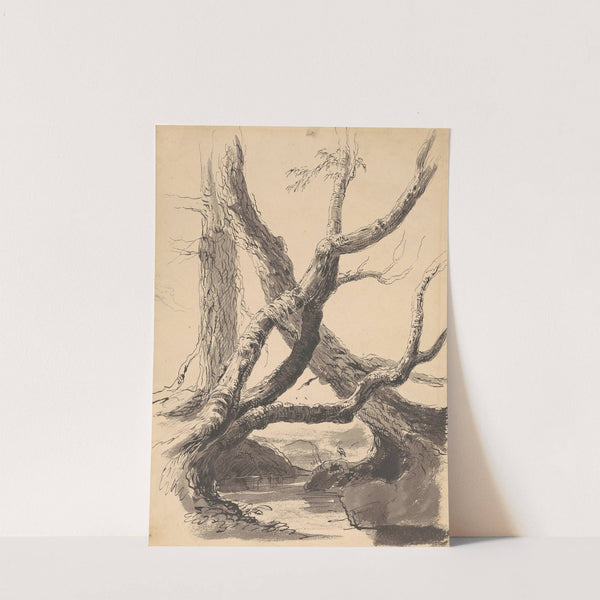 Tree Trunks by Thomas Cole