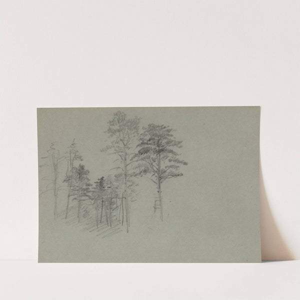 Trees by Alfred Rudolph Waud