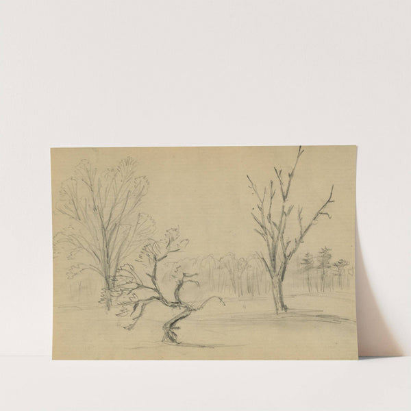 Trees by Alfred Rudolph Waud