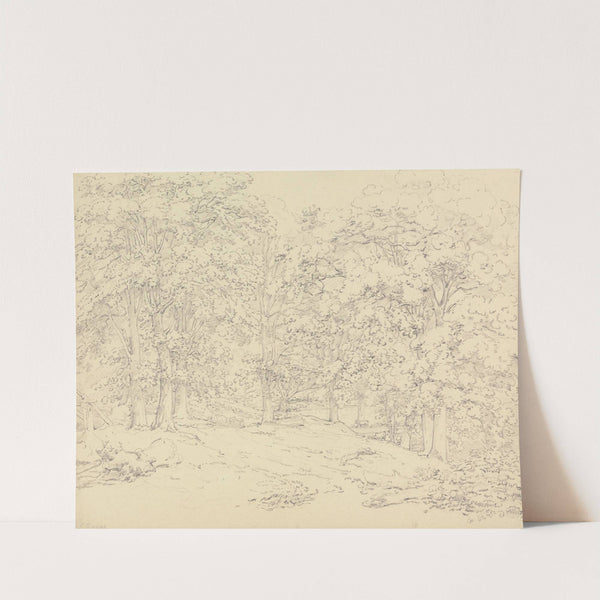 Trees in Ashtead Park, Surrey by Thomas Hearne