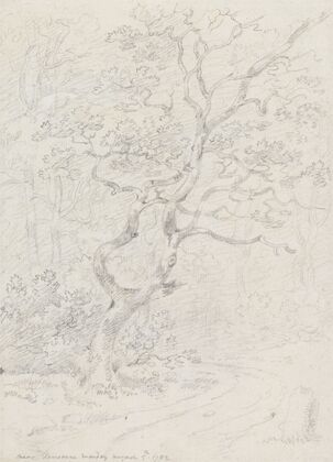Trees, Near Lausanne