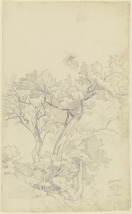 Trees near Olevano