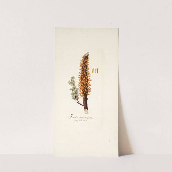 Tremella clavariaeformis by Nikolaus Joseph Freiherr von Jacquin