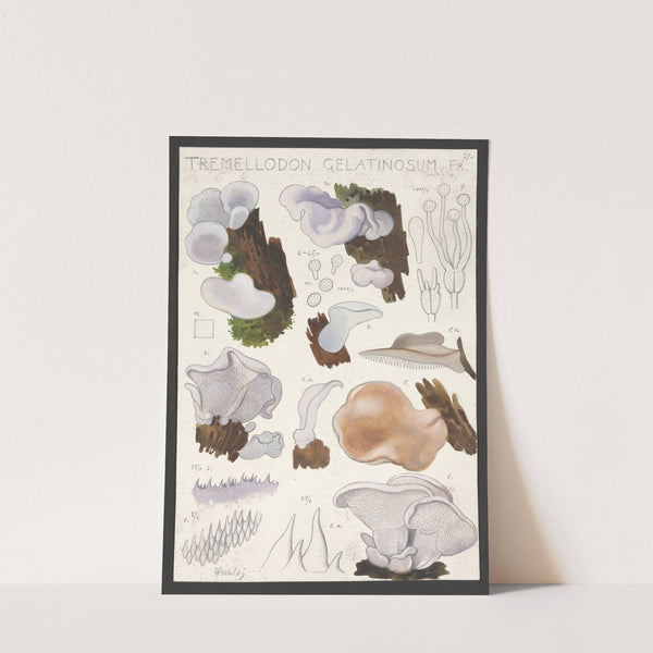 Tremellodon gelatinosum Fr. (1915-1945) by Hans Walty