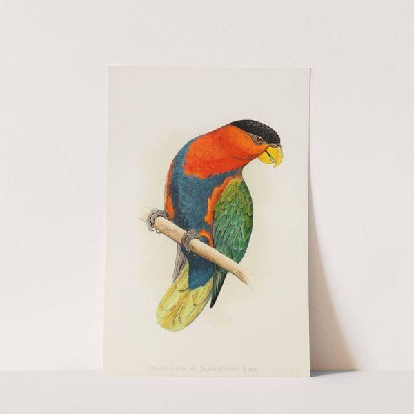 Tri-Coloured or Black-Capped Lory (1884-1887) by Alexander Francis Lydon