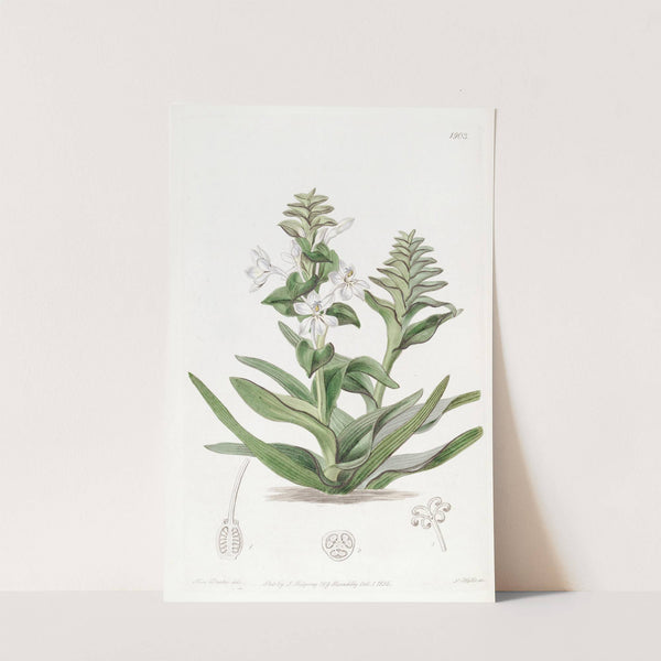 Triandria Monogynia by Sydenham Edwards