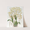 Triangular-lipped Oncidium by Sydenham Edwards