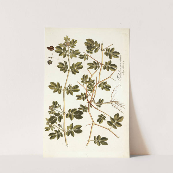 Tribulus maximus by Nikolaus Joseph Freiherr von Jacquin