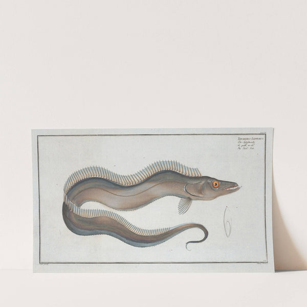 Trichiurus Lepturus, The Sword-Fish. (1785-1797) by Marcus Elieser Bloch