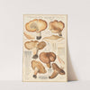 Tricholoma acerbum (1915-1945) by Hans Walty