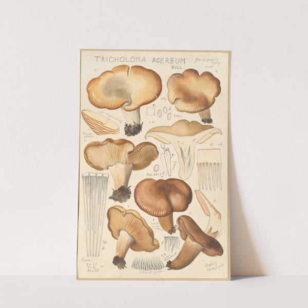 Tricholoma acerbum (1915-1945) by Hans Walty