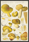 Tricholoma equestre L. (1915-1945)
