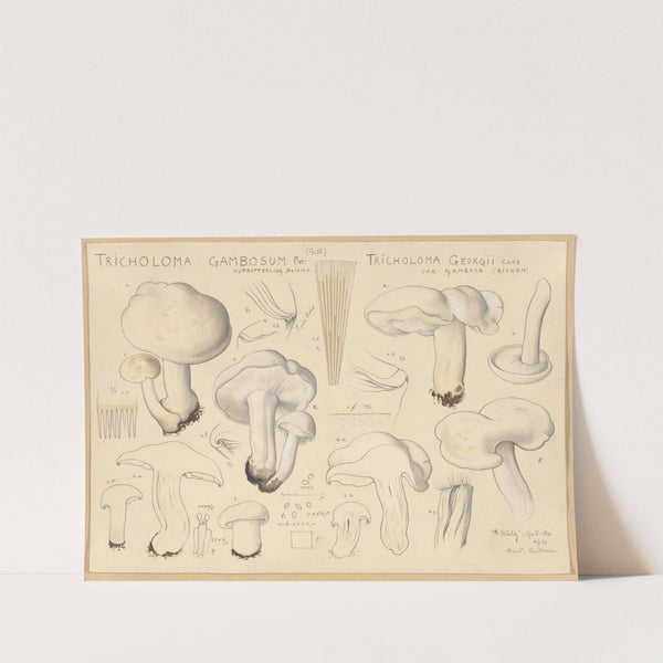 Tricholoma gambosum Fr. (Gill.), Tricholoma georgii Clus. var. gambosa (Ricken) (1915-1945) by Hans Walty