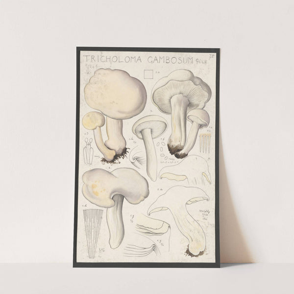 Tricholoma gambosum Gill. (1915-1945) by Hans Walty