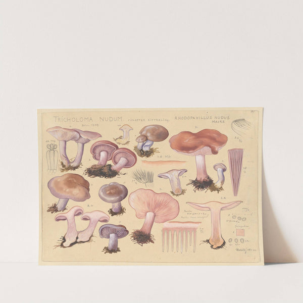 Tricholoma nudum Bull. 1789, Rhodopaxillus nudus Maire (1915-1945) by Hans Walty