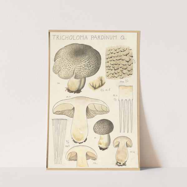 Tricholoma pardinum Q (1915-1945) by Hans Walty
