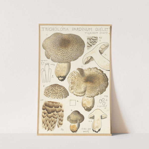 Tricholoma pardinum quelet (1915-1945) by Hans Walty