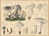 Tricholoma saponaceum var. squamosum Rea. (Cooke) (1915-1945)