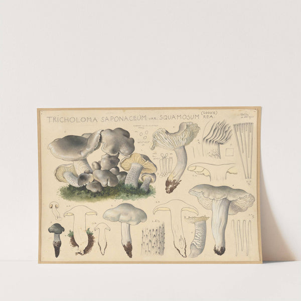 Tricholoma saponaceum var. squamosum Rea. (Cooke) (1915-1945) by Hans Walty