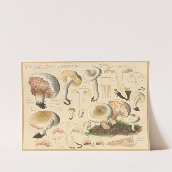 Tricholoma sudum Fr. (1915-1945) by Hans Walty