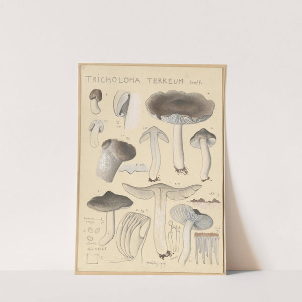 Tricholoma terreum (1915-1945) by Hans Walty