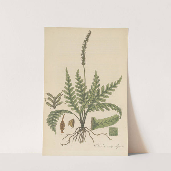 Trichomanes elegans (1823) by William Jackson Hooker