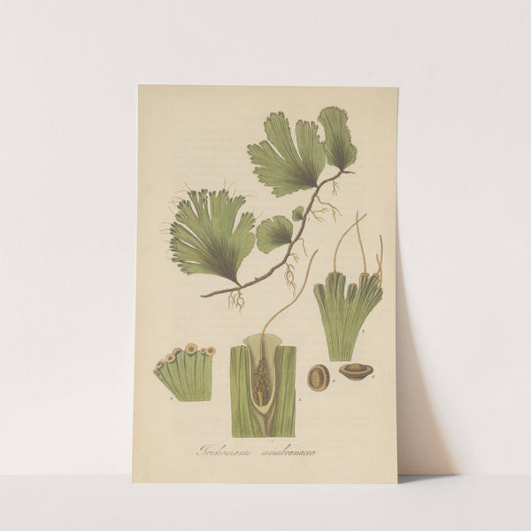 Trichomanes membranacea (1823) by William Jackson Hooker