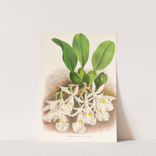 Trichopilia Suavis by Jean Jules Linden