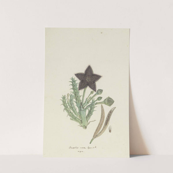 Tridentea gemmiflora (Masson) Haw.(Stapelia gemmiflora) by Robert Jacob Gordon