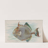 Triggerfish (1889) by Allen & Ginter