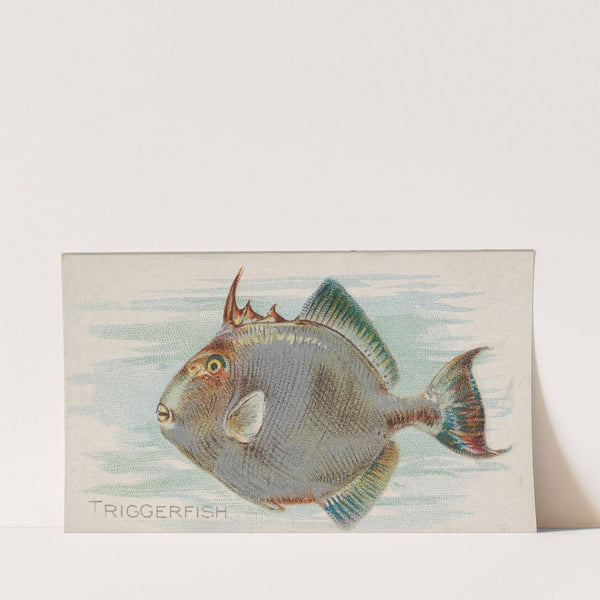 Triggerfish (1889) by Allen & Ginter