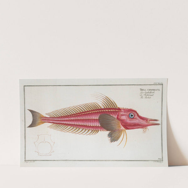 Trigla cataphracta, The Rochet. (1785-1797) by Marcus Elieser Bloch